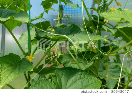 Cucumber plants with green leaves and flowers of vegetable grow in greenhouse, closeup. Organic food agriculture concept. High-quality photo Cucumber plants with green leaves and flowers of vegetable grow in greenhouse, closeup. Organic food agriculture concept. High-quality photo 89648047