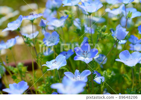 Nemophila花床 89648206