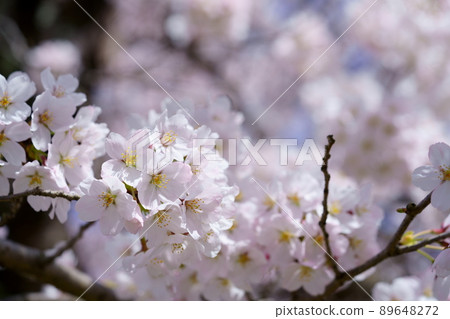 東大寺後櫻花盛開 89648272