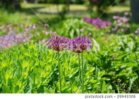 May Koto 444 Allium, Liliaceae, Tokyo Rinkai Disaster Prevention Park 89648306