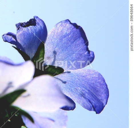 Close-up of Nemophila 89648664
