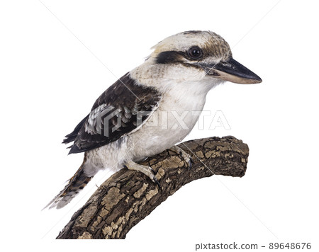 Kookaburra bird on white background 89648676