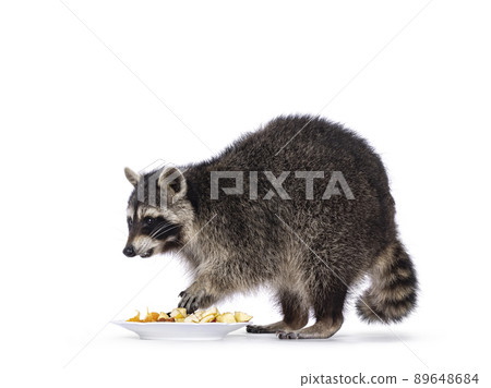 Raccoon on white background 89648684