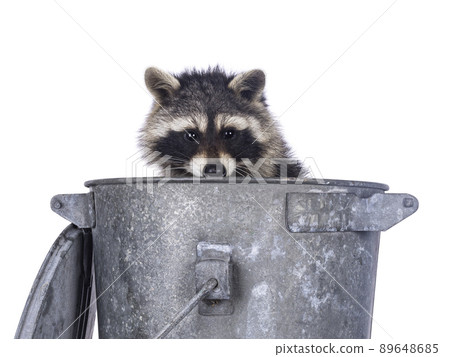Raccoon on white background 89648685