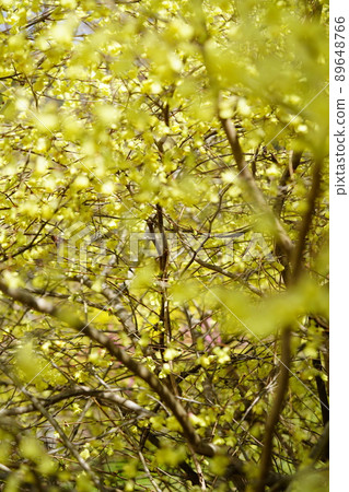 Spring in full bloom, Corylopsis pauciflora Spring in full bloom, Corylopsis pauciflora 89648766