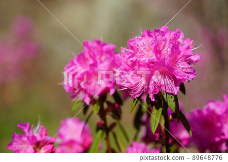 Spring in full bloom, Yoshinotsuji no Oka Spring in full bloom, Yoshinotsuji no Oka 89648776