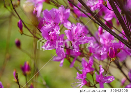 春天盛開，杜鵑花山 89648906