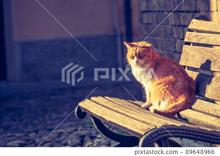 cat on bench with orange sunset light - book cover horizontal background copyspace cat on bench with orange sunset light - book cover horizontal background copyspace 89648966