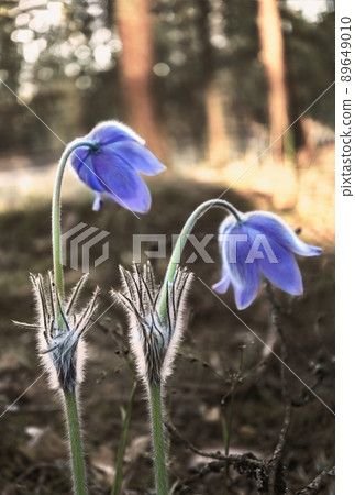 Two prairie crocus spring flowers hovering over ground in the sunset lit forest Two prairie crocus spring flowers hovering over ground in the sunset lit forest 89649010