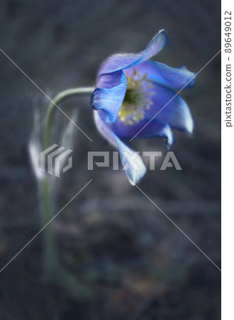 Blue open prairie crocus spring flower hovering over ground in the forest Blue open prairie crocus spring flower hovering over ground in the forest 89649012
