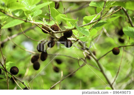 Image in the forest Image in the forest 89649073