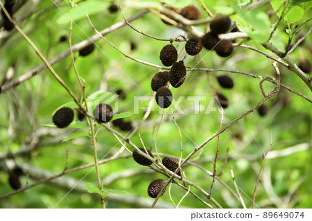 Image in the forest 89649074