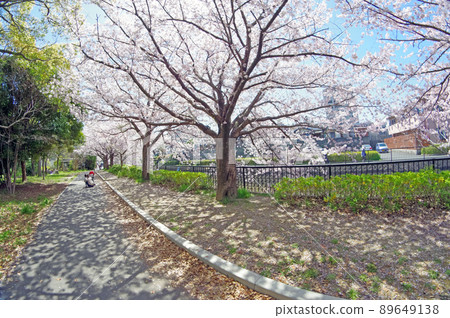 Parents and children walking along the cherry blossom trees along the Shii River in Kokuraminami-ku, Kitakyushu 89649138