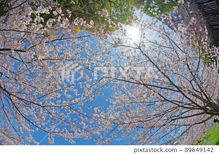 A view looking up at the blue sky and the cherry blossoms in full bloom A view looking up at the blue sky and the cherry blossoms in full bloom 89649142