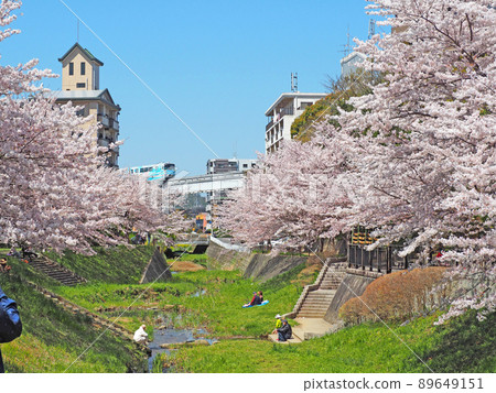 A row of cherry blossom trees and a monorail along the Shii River in Kokuraminami-ku, Kitakyushu A row of cherry blossom trees and a monorail along the Shii River in Kokuraminami-ku, Kitakyushu 89649151
