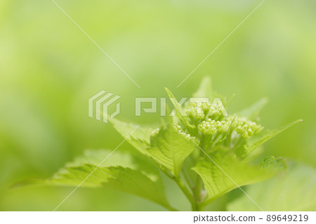 繡球花蕾和新葉 繡球花蕾和新葉 89649219