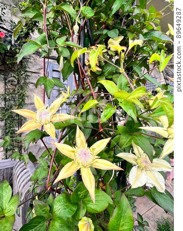 Clematis, tessen, vine flowers, vines Clematis, tessen, vine flowers, vines 89649287