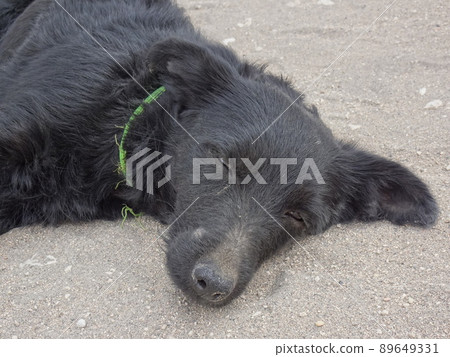 [秘魯] 採石場黑狗睡在西拉路線 (阿雷基帕) 的地上 89649331