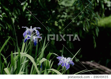 Early summer iris flowers Early summer iris flowers 89649435