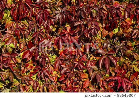 Parthenocissus quinquefolia, known as Virginia creeper, Victoria creeper, five-leaved ivy. Red foliage background red wooden wall. Natural background. 89649807