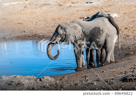 Two Male Elephants Drinking from a water hole. 89649822
