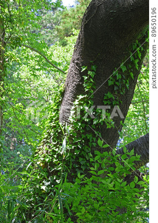 Fresh green 89650196