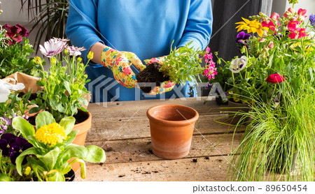 Woman transplanting a flower Verbena 89650454