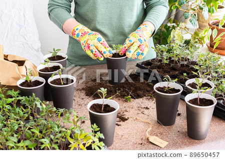 Pricking out in disposable paper cups 89650457