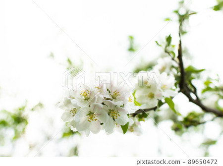 Blooming branches of apple tree 89650472