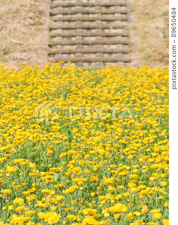 Flower field of yellow calendula blooming all over Flower field of yellow calendula blooming all over 89650484