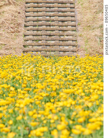 Flower field of yellow calendula blooming all over 89650485