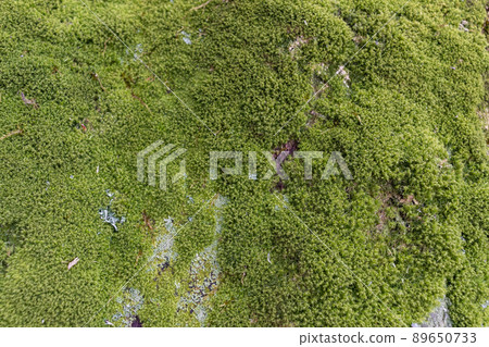 Close up of Moss on tree. Nature life background. Close Up of Tree Bark with Moss 89650733