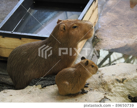 Capybara parent and child 89650739