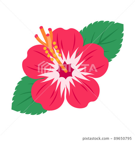 Illustration of red hibiscus and leaves 89650795