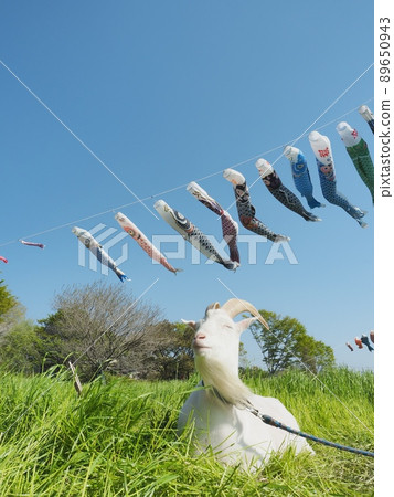 藍天、山羊和鯉魚飄帶 89650943