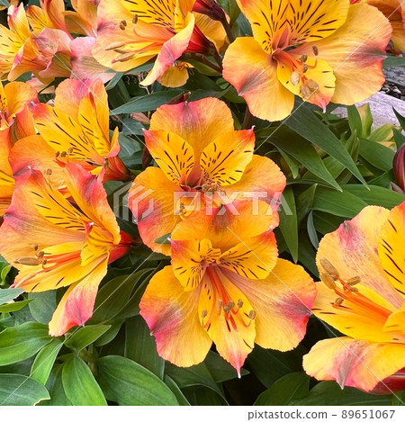 橙色天文學，百合水仙花，橙花，奧里利亞 89651067