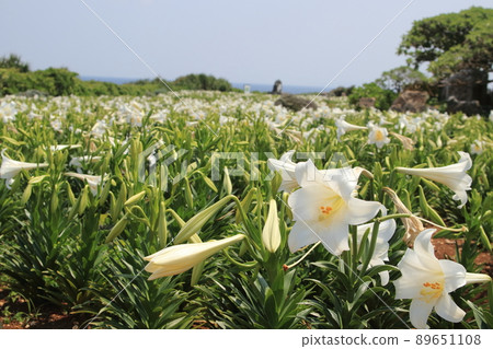 Lily Field Park in Ie Island, Okinawa Prefecture Lily Field Park in Ie Island, Okinawa Prefecture 89651108