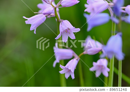 Tsurigane瑞士 89651248