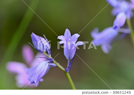 Tsurigane瑞士 89651249