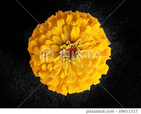 One flower on a black background. Closeup. Nature. One flower on a black background. Closeup. Nature. 89651317