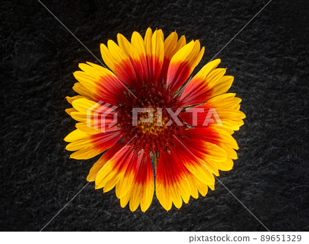 Delicate flower on a black background. On a dark background. 89651329