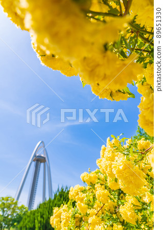 138 Tower Park, Lady Banks' Rose in full bloom <Ichinomiya City, Aichi Prefecture> 89651330