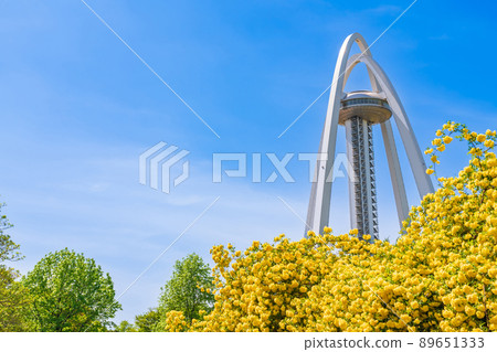 138 Tower Park, Lady Banks' Rose in full bloom <Ichinomiya City, Aichi Prefecture> 89651333