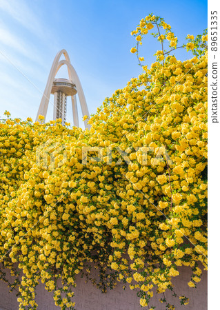 138 Tower Park, Lady Banks' Rose in full bloom <Ichinomiya City, Aichi Prefecture> 138 Tower Park, Lady Banks' Rose in full bloom <Ichinomiya City, Aichi Prefecture> 89651335