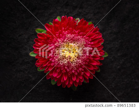 Studio shot of flower on a black background. Closeup. Nature. Studio shot of flower on a black background. Closeup. Nature. 89651383