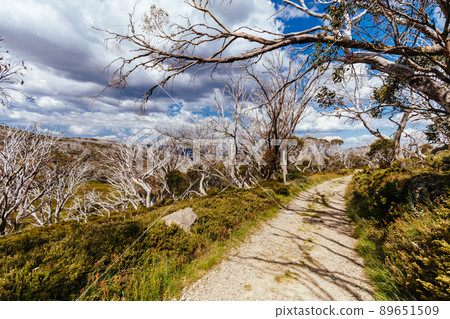 Wallace Hut near Falls Creek in Australia 89651509