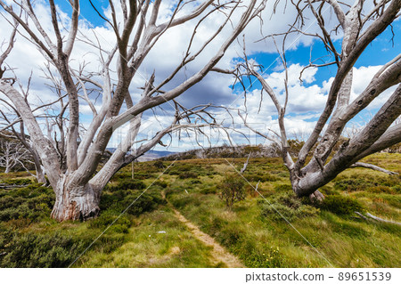 Wallace Hut near Falls Creek in Australia 89651539