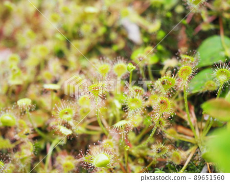 圓葉茅膏菜群落 89651560