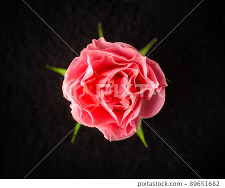 Studio shot of flower on black background. For design. Nature. 89651682