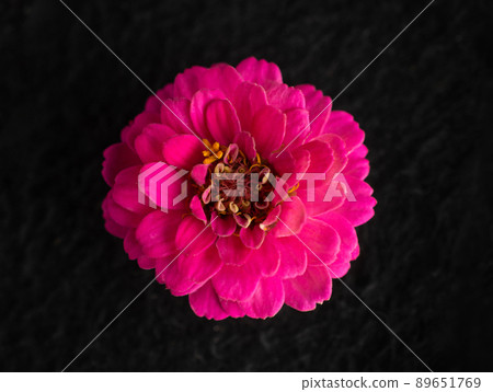 Studio shot of flower on black background. On a dark background. 89651769
